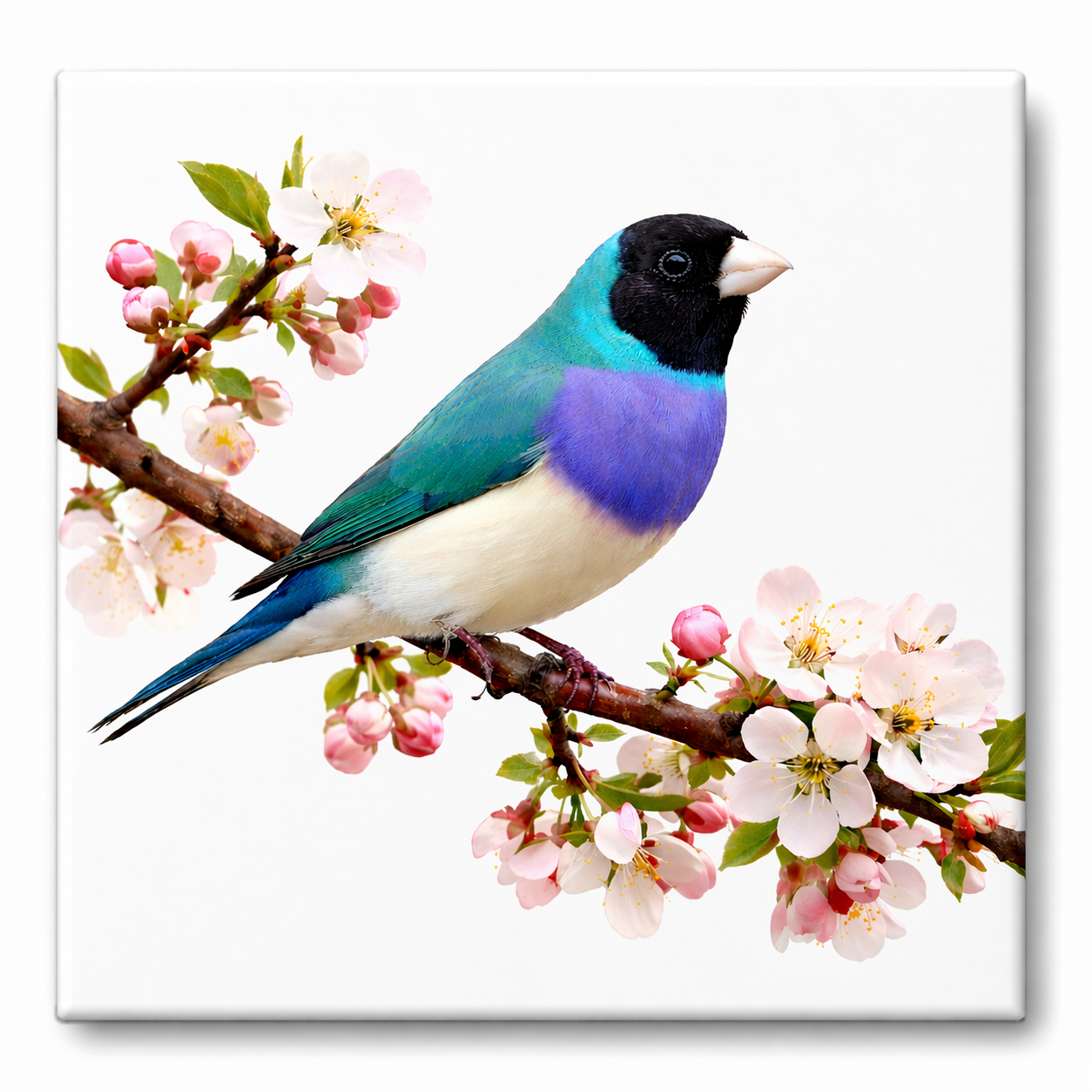 Tegeltje met Gouldamadine – Vintage Vogel Illustratie