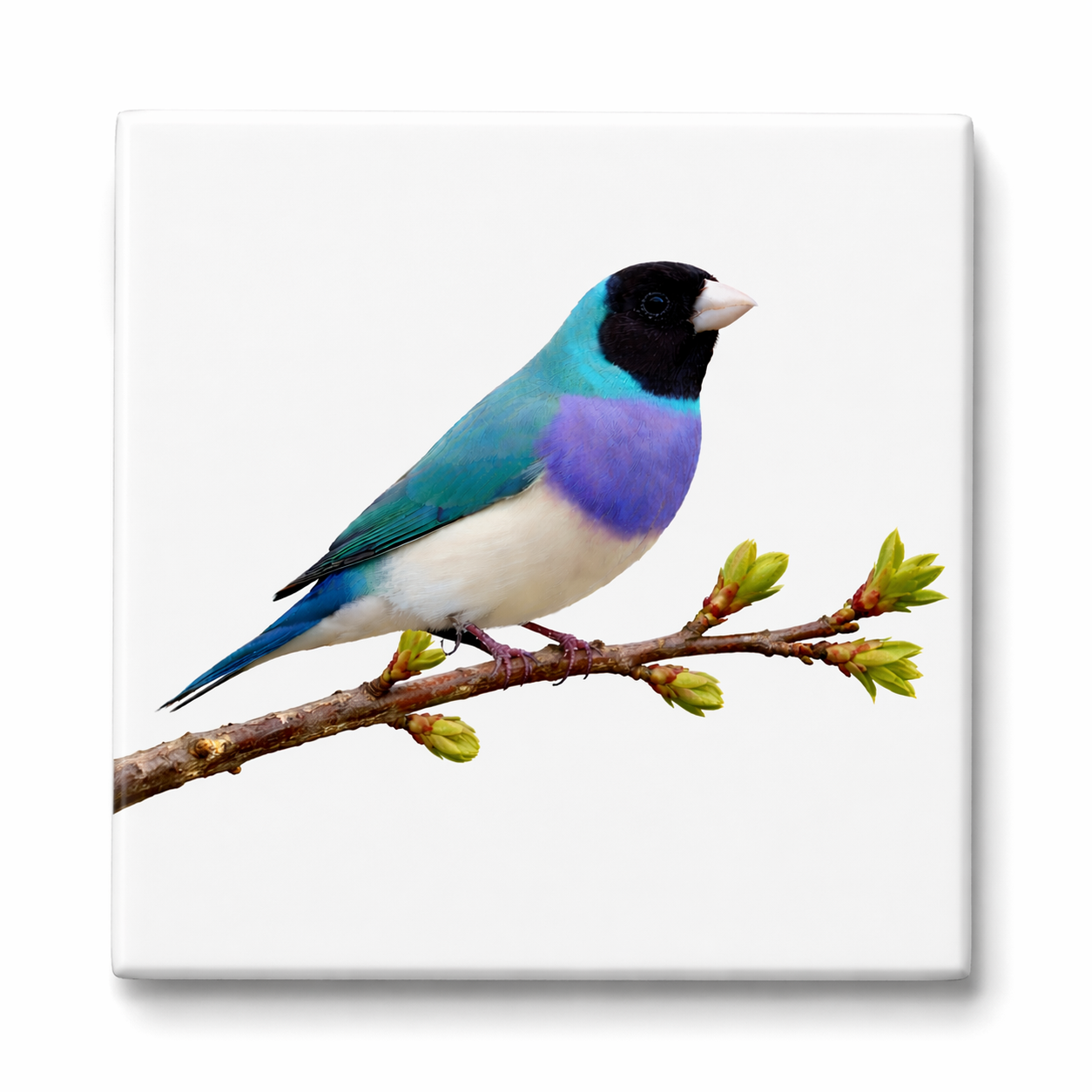 Tegeltje met Gouldamadine – Vintage Vogel Illustratie