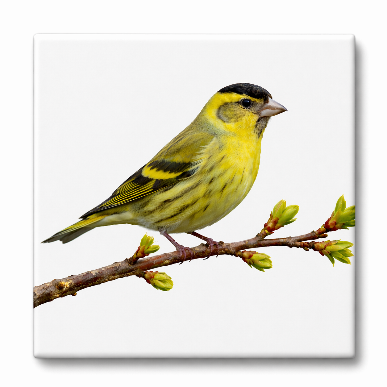Tegeltje met Goudvink – Vintage Vogel Illustratie